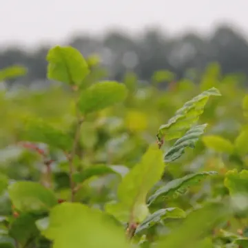 NL Plants tests dripping on biennial beech trees