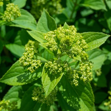 Ornamental Shrubs