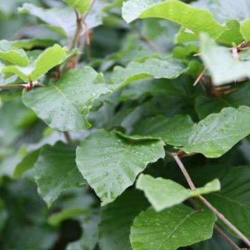 Hedge Plants