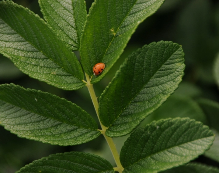 Risico's uitheemse planten