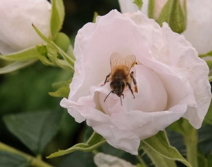 Het belang van een natuurlijk ritme