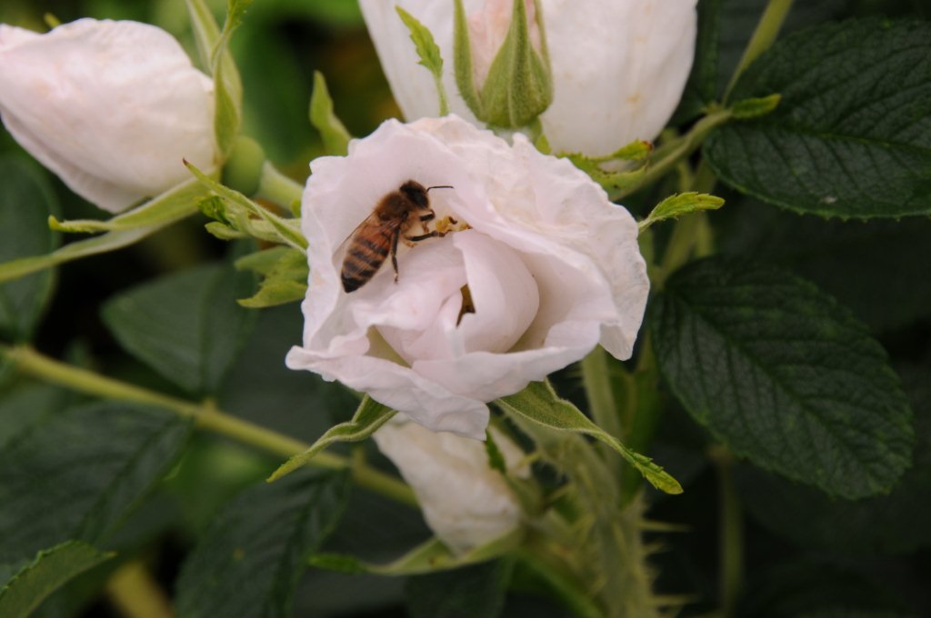 Afbeelding van Rosa rugosa Alba met een bij in de kern van de Roos.