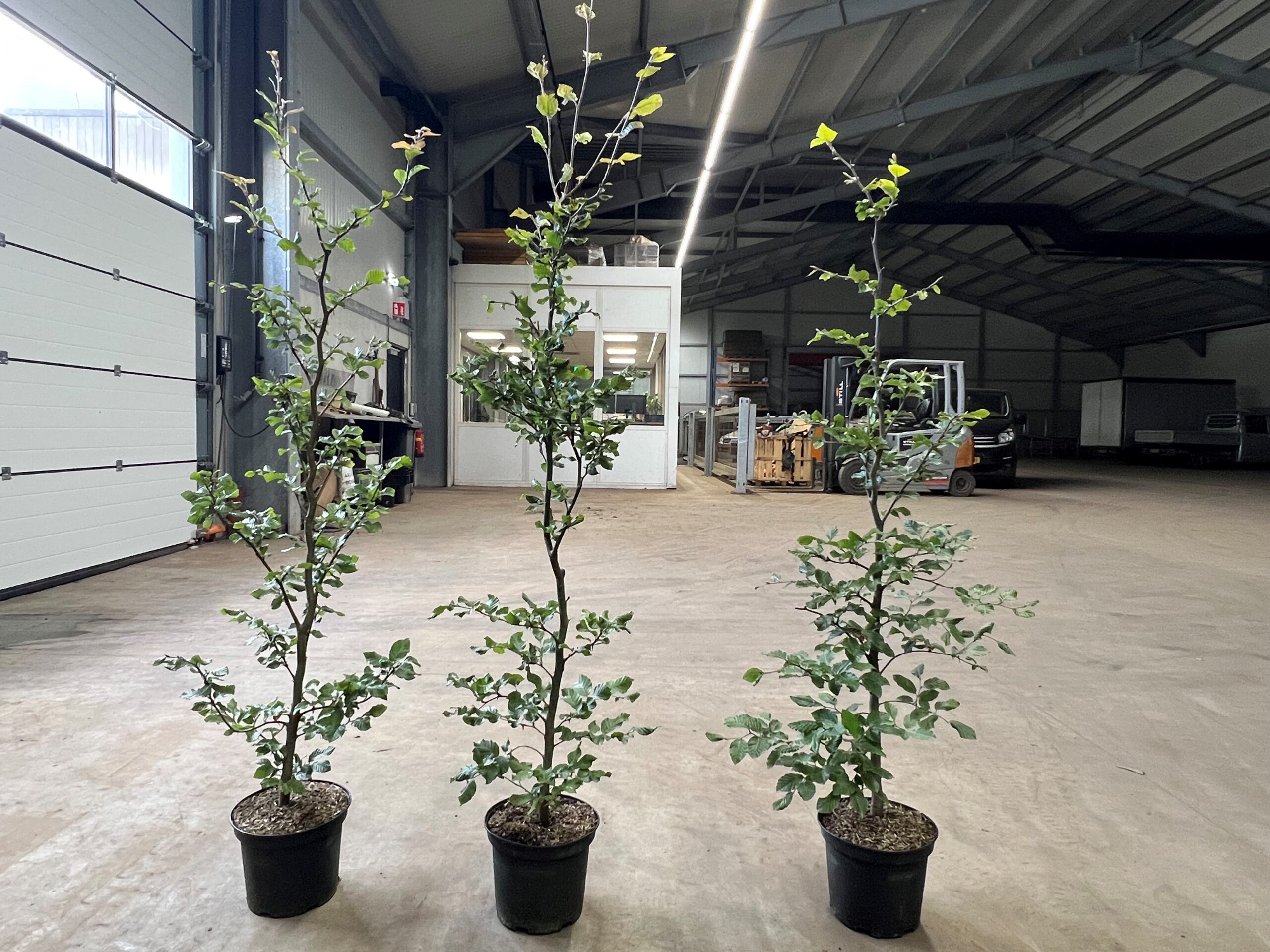 Foto van groene beuken in pot. De pot maat is C5 en de lengte is ronde de 125 cm