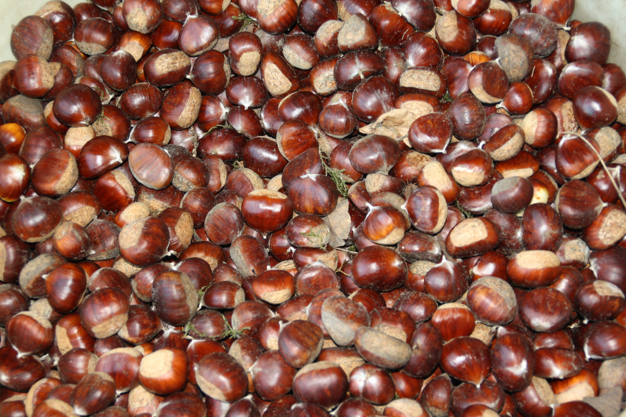 Foto met heel veel zaden van de Castanea sativa